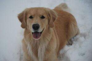 DocMar's Sister Golden Girl Surprise BN