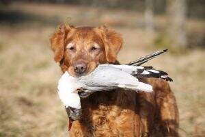 Gundog's Choice Cheyenne Gundog's Choice Cheyenne