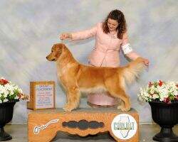 GCHB CH Amica Berry Merry Vixen BPISS BOSS