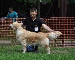 CLUB CH, RUS CH, RKF CH Ambergold GK Flight Of Fancy