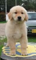 GOLDENBROS BLACK JACK