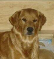 Nala Of Goldenbear Nala Of Goldenbear
