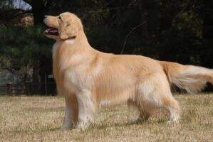 BrJrCh PanCh Golden Sunset's Dante Valente BrJrCh PanCh Golden Sunset's Dante Valente