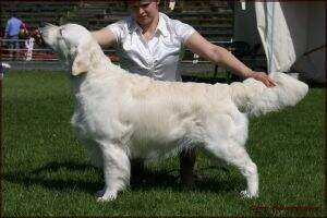 PL PL CH PLClubW-'12'14'16'17 Secret WIELKI SZU Crufts nomination 2011 PL PL CH PLClubW-'12'14'16'17 Secret WIELKI SZU Crufts nomination 2011