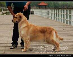 Acyra of Luis kennel