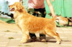 Acve of Luis kennel