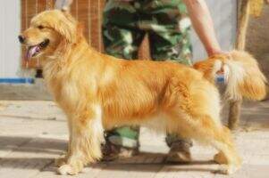 Addey of Luis kennel
