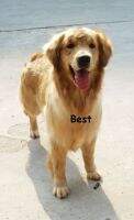best77 best77