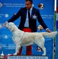 PL CH Ru CH Bul CH Cro PL RusJCH Zarzuela Oligarchia