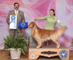 MBISS BVISS GCHG Ch Firestar's Go For Broke BVISS MBISS BVISS GCHG Ch Firestar's Go For Broke BVISS
