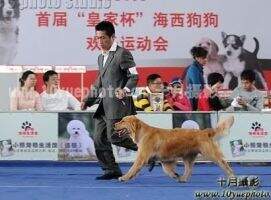 Aera of Jin Se Ming Xing Kennel