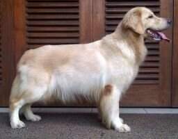 Golden Floren's Nancy