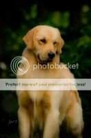 ChBr Barbour-Gold I Love You Baby