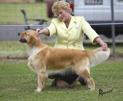 Dual Ch (RO) Neuter Grand Ch & Supreme Ch Dykinta Never Ending Story (AI) CCD