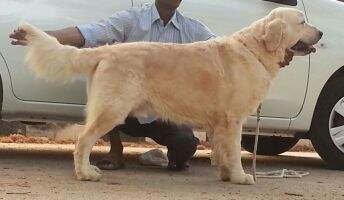 Bessie's Dream Boy