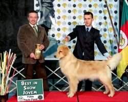Br.Ch.Baby, Puppy, Junior, Golden Sunshine Beaute Vince