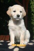 Lively Golden Fairy Flames