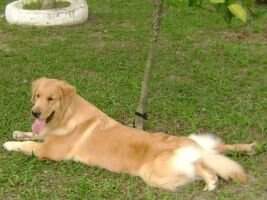 Ch. Filhote Forts Angels Perfect Golden Kallie