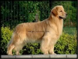 Jebb of Jiang Run Kennel
