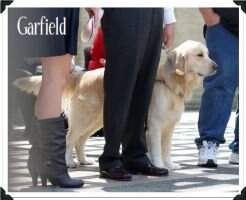 Guide Dogs' Garfield
