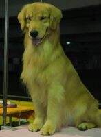 ADO OF TARNG'S KENNEL ADO OF TARNG'S KENNEL