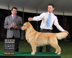 Br.Ch.Baby, Puppy, Golden Sunshine Pebwin Le Bron James