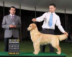 Br.Ch.Baby, Puppy, Golden Sunshine Pebwin Phoebe