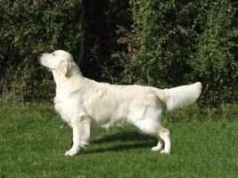 Ir Ch CIE Zenevieva Mister Bojangles for Whistler An Ch 16 CW 19 CVW 19 Ir Jun Ch JD Vet Ch Ir Ch CIE Zenevieva Mister Bojangles for Whistler An Ch 16 CW 19 CVW 19 Ir Jun Ch JD Vet Ch