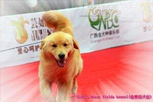 Golden wheat fields's Cooper