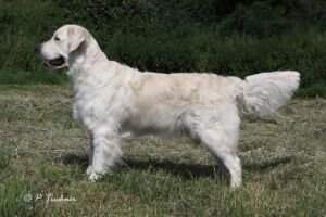 Sunbeam Gentle Good Luck Gracie