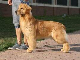 GOLDEN ARMY?S SOUND OF VICTORY of hotdog kennel