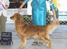 Rush Hill's Cyn'derella Story