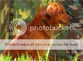 Sportinggold Rocknred Roodster MH26 Sportinggold Rocknred Roodster MH26