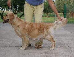 LEONGOLDEN GAIA