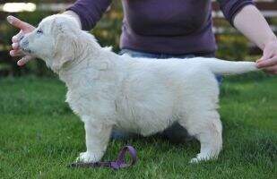 LILLY Rozmachany Ogon