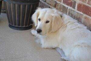 Marvelous Maggie Mae IV