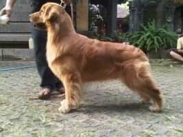 BRUNO VON BIG DADDY