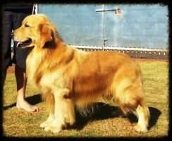 Golden Sunset's Auburnmist King