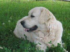 Silvermine Gypsy Carter Silvermine Gypsy Carter