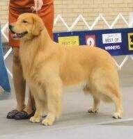 Mariah's Ain'T Nuthin But A Hound Dog BVOSS Mariah's Ain'T Nuthin But A Hound Dog BVOSS