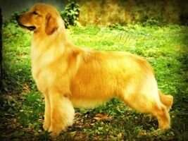 BPIS. BPISS. BYISS. RBISS. GOLDEN DREAM'S PHANTOM ASSASSIN BPIS. BPISS. BYISS. RBISS. GOLDEN DREAM'S PHANTOM ASSASSIN