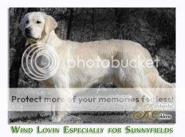 HJCh. ROJCh. Wind Lovin Especially For Sunnyfields