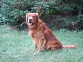 Frisbies Double Gunner