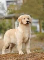 PRC-CH XING YUAN DREAMWORK'S CODY