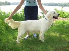 CHJWCH Ruby of Golden Duck