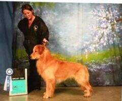 UKC CH. Copperfields Exceeding The Limit