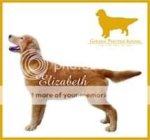 Elizabeth von Golden Glorious
