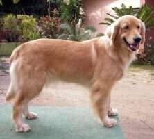 Habia Una Ves Goldchoice Amazone