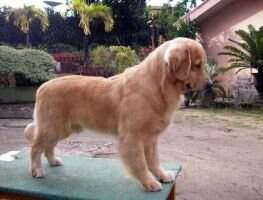 Habia Una Vez Goldchoice Andromeda