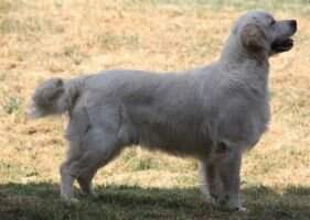 Angel of Love de Zelkova